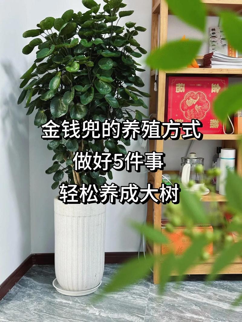 兜多肉多久浇一次水？-第3张图片-宁夏农业信息网