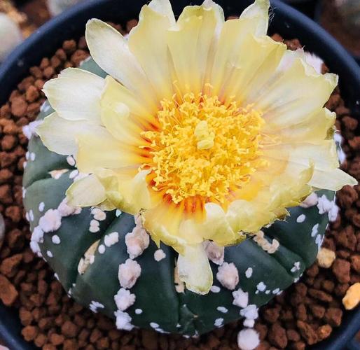 兜多肉多久浇一次水？-第2张图片-宁夏农业信息网