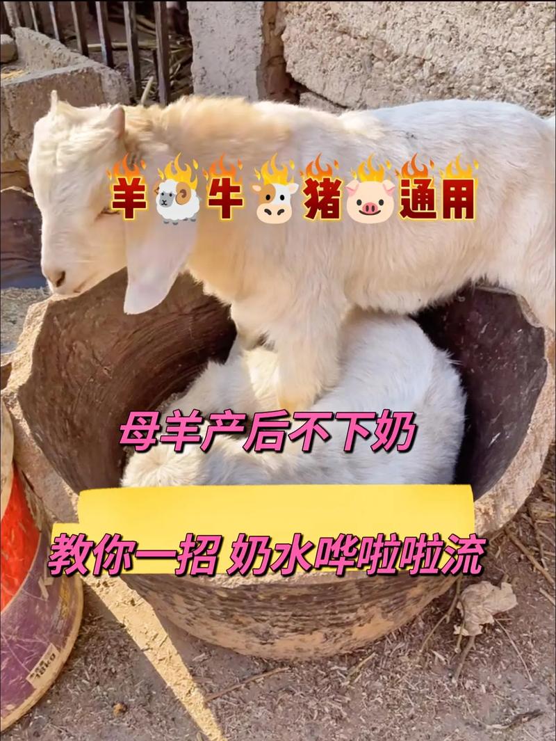 淘汰大母羊的育肥方法是否科学高效？-第3张图片-宁夏农业信息网