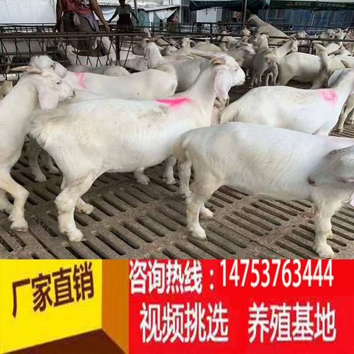 淘汰大母羊的育肥方法是否科学高效？-第1张图片-宁夏农业信息网