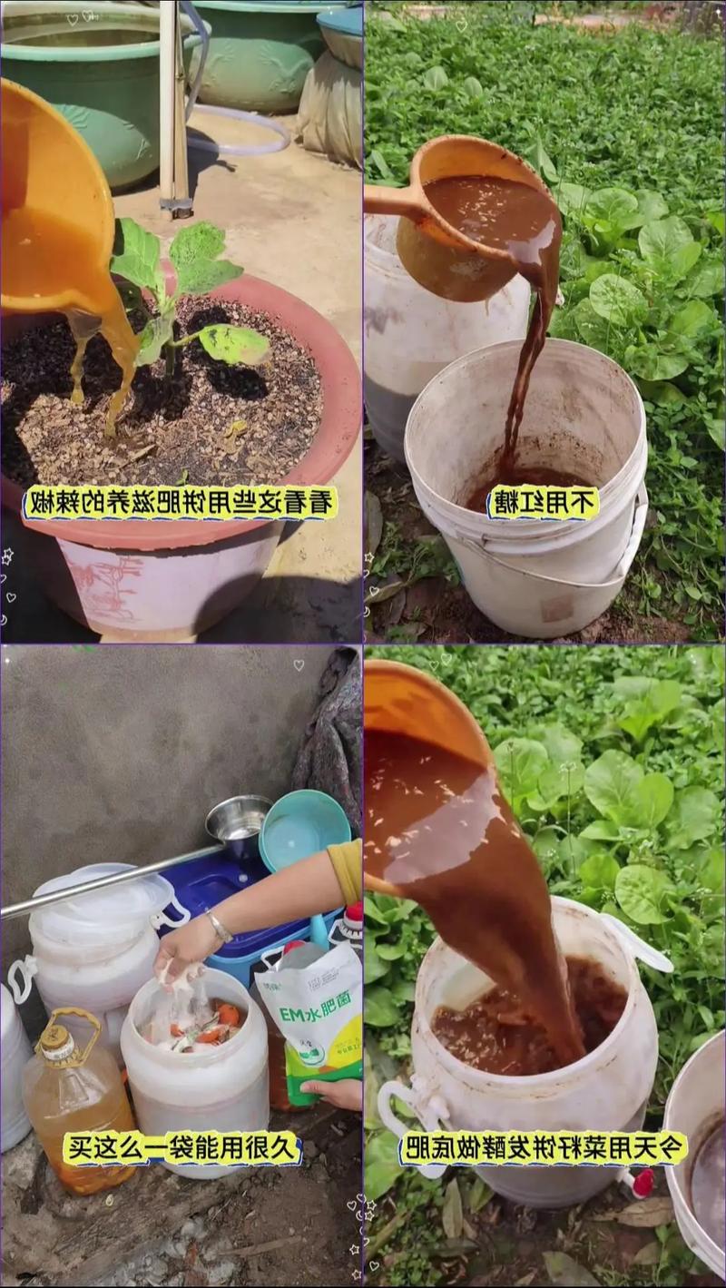 EM菌发酵鱼饲料怎么做？-第2张图片-宁夏农业信息网