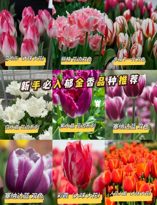 郁金香什么品种既好看又好养？-第1张图片-宁夏农业信息网