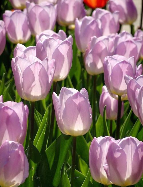 郁金香什么品种既好看又好养？-第2张图片-宁夏农业信息网