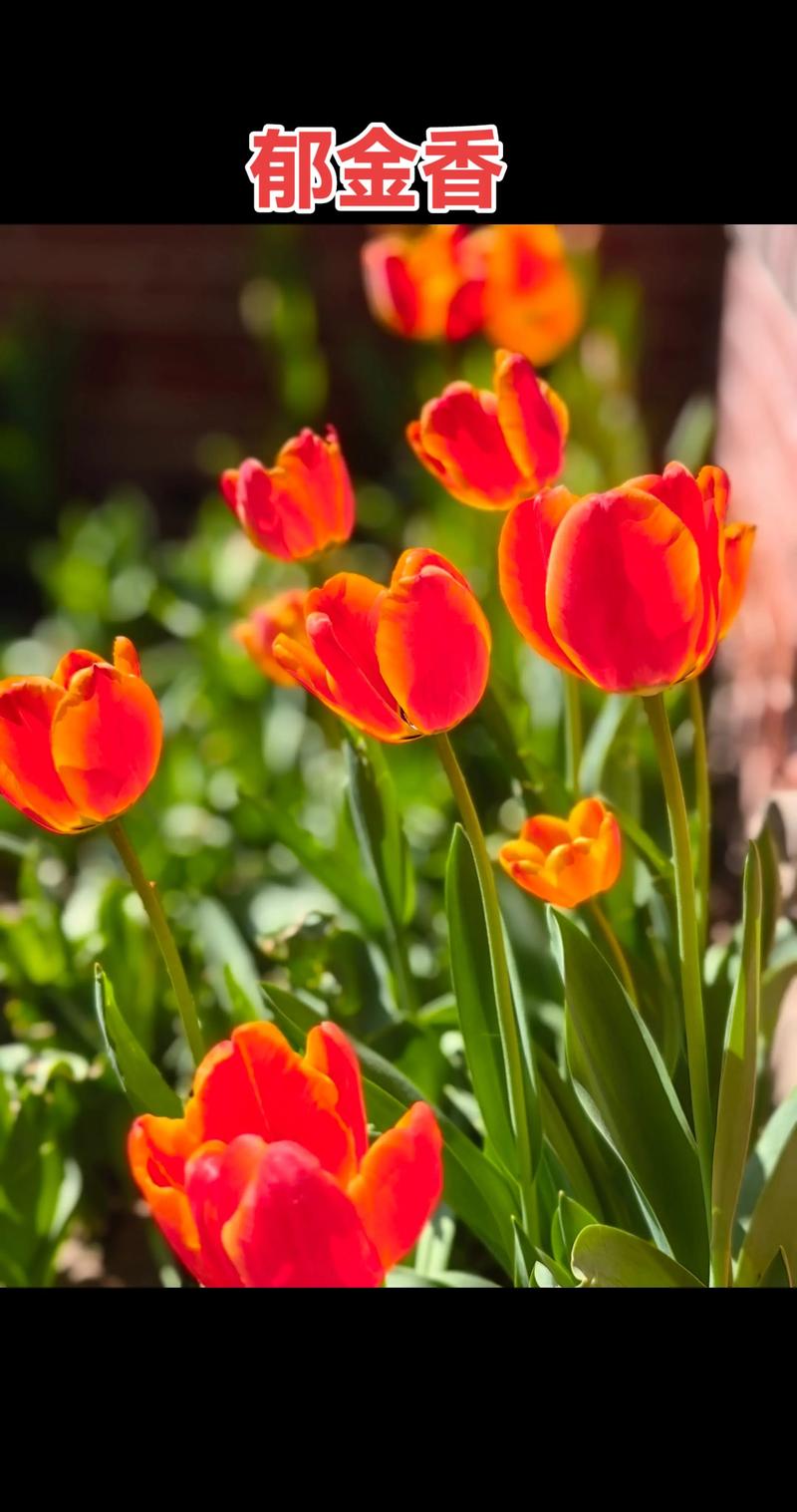 郁金香什么品种既好看又好养？-第3张图片-宁夏农业信息网