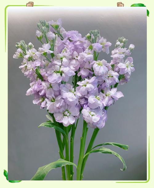 紫罗兰花品种有多少？-第1张图片-宁夏农业信息网