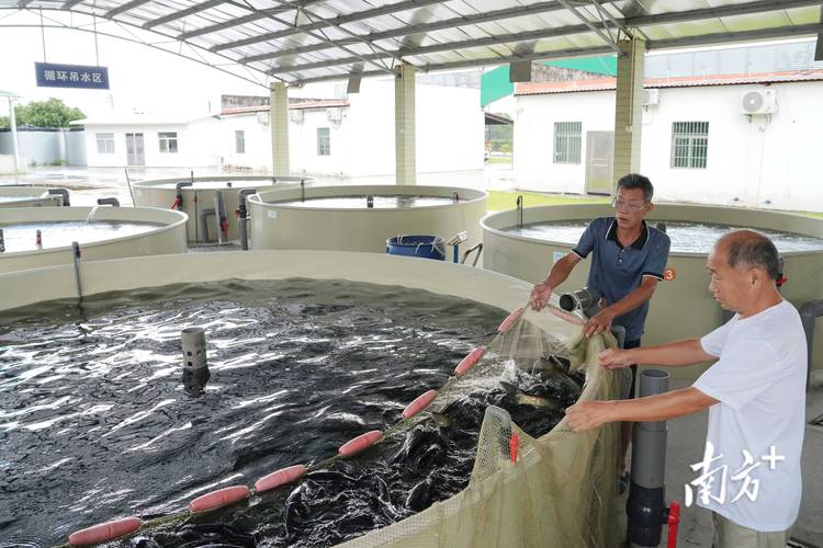 淡水养殖场如何高效养殖某水产品？-第2张图片-宁夏农业信息网