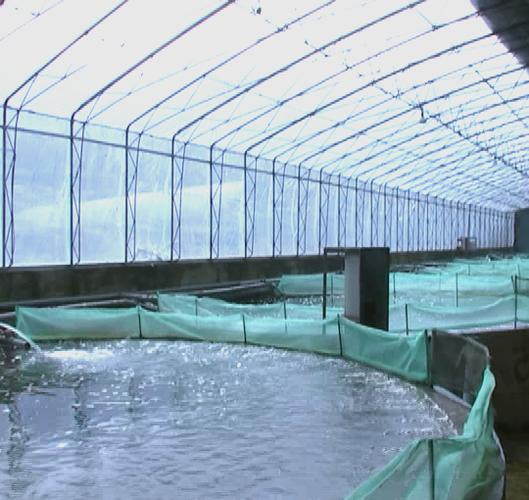 海水养殖场如何高效养殖某水产品？-第2张图片-宁夏农业信息网