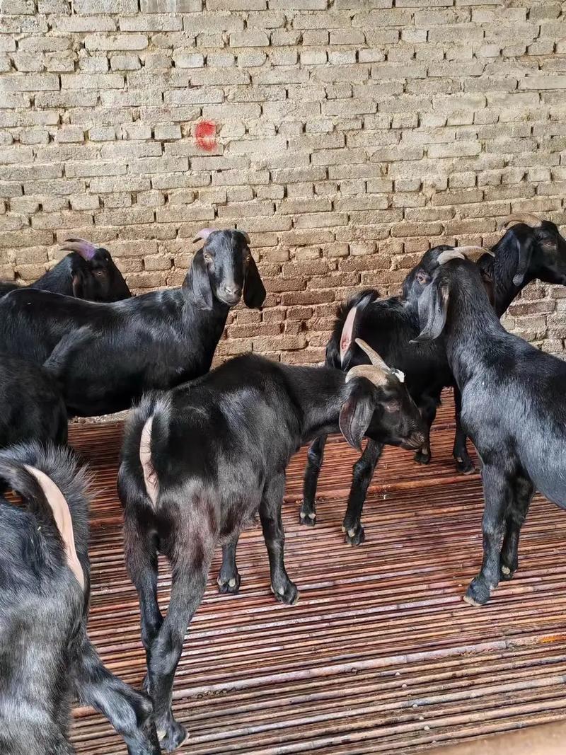 黑山羊适合吃哪些牧草品种？-第2张图片-宁夏农业信息网