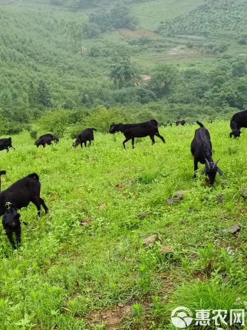 黑山羊适合吃哪些牧草品种？-第3张图片-宁夏农业信息网