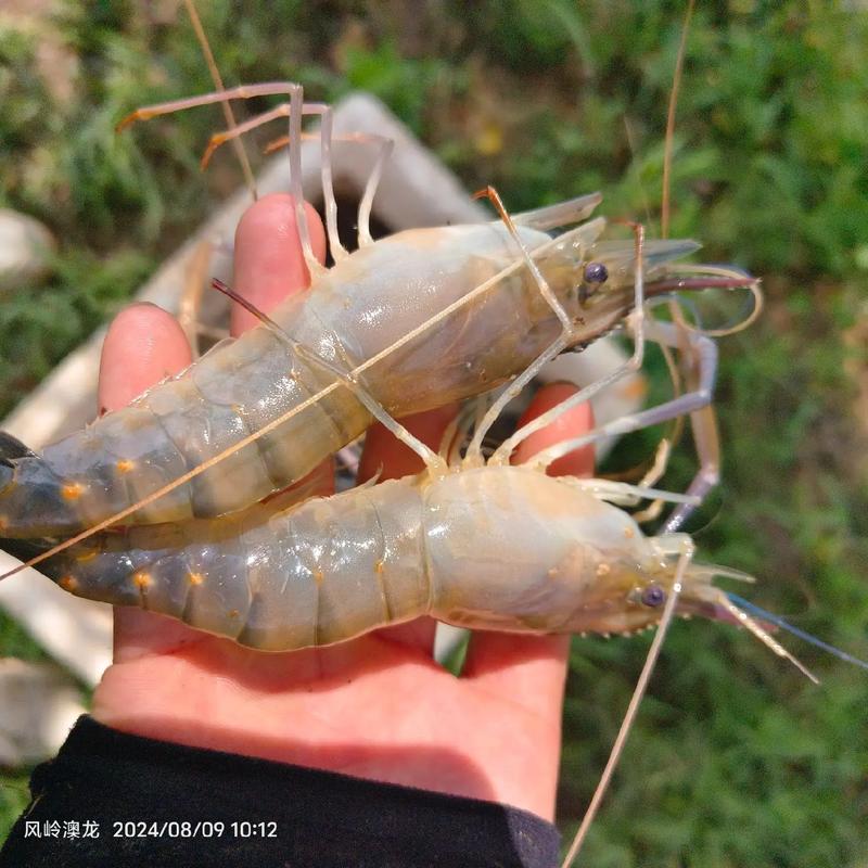 罗氏虾和龙虾能杂交吗？-第3张图片-宁夏农业信息网