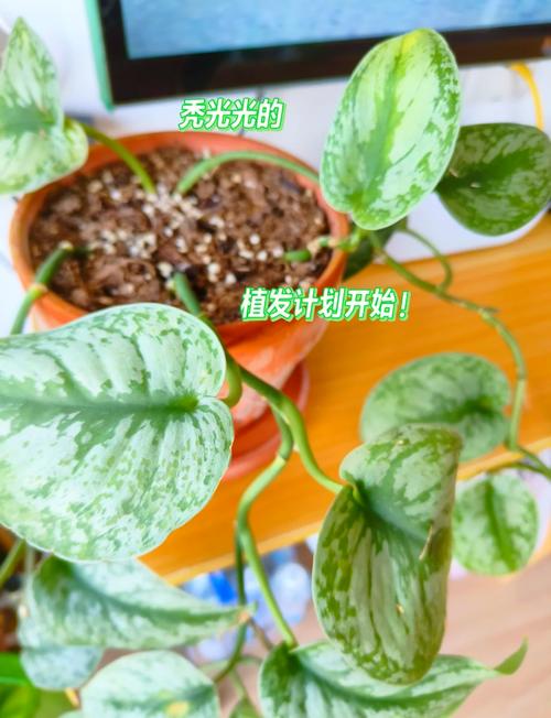 绿萝土插怎么操作？步骤有哪些？-第2张图片-宁夏农业信息网