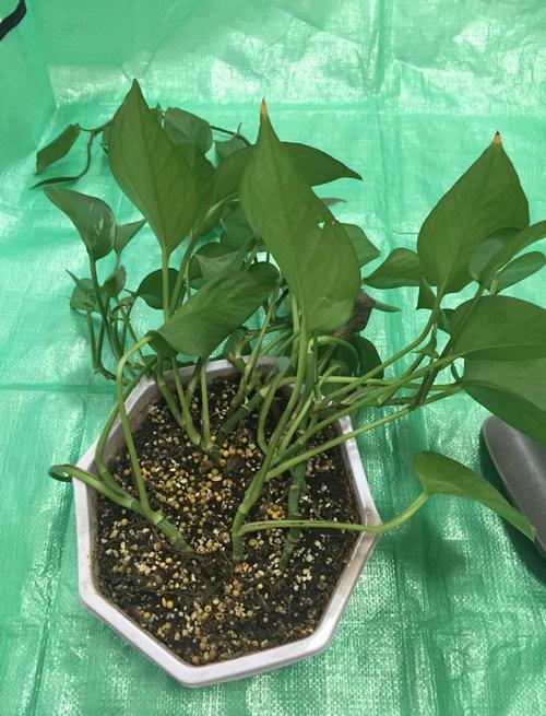 绿萝土插怎么操作？步骤有哪些？-第3张图片-宁夏农业信息网