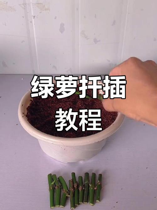绿萝土插怎么操作？步骤有哪些？-第1张图片-宁夏农业信息网