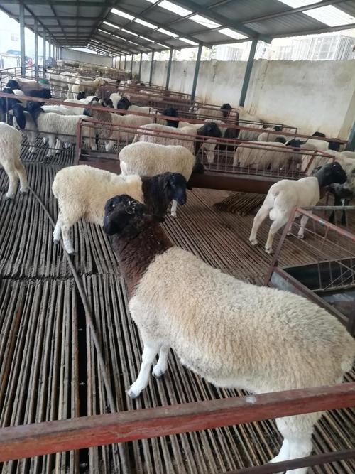 杜泊羊与本地羊如何高效杂交？-第1张图片-宁夏农业信息网