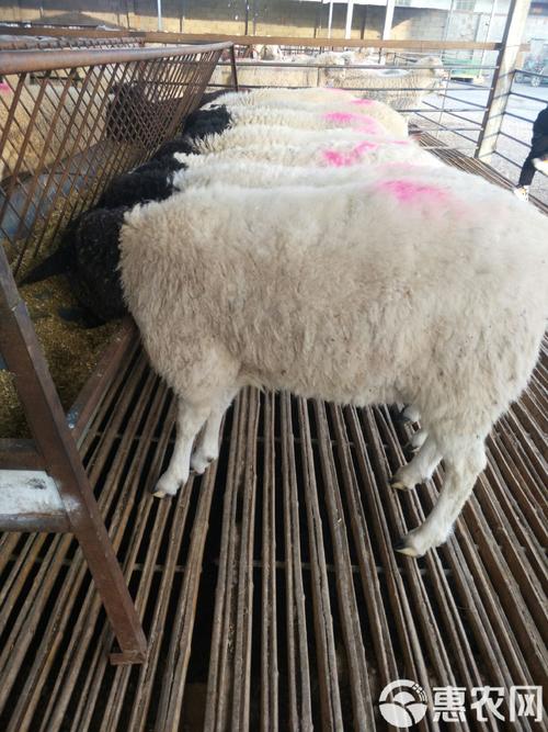 杜泊羊与本地羊如何高效杂交？-第2张图片-宁夏农业信息网