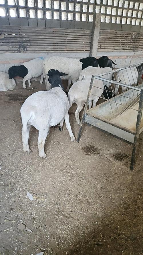 杜泊羊与本地羊如何高效杂交？-第3张图片-宁夏农业信息网