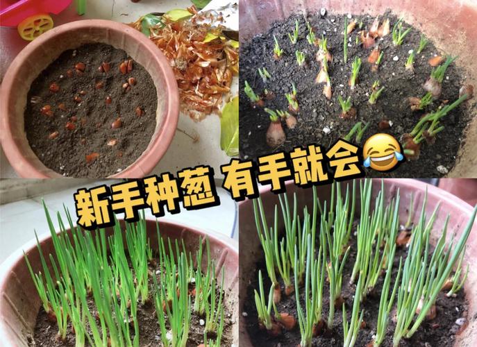 洋葱种植管理视频有哪些关键要点？-第3张图片-宁夏农业信息网