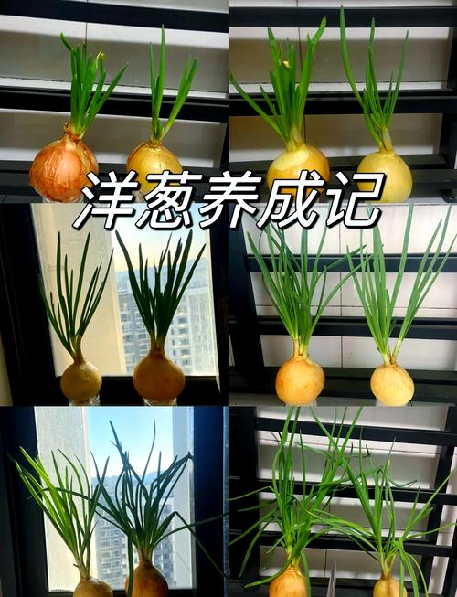 洋葱种植管理视频有哪些关键要点？-第2张图片-宁夏农业信息网