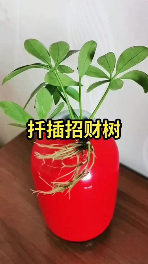 大招财树如何修剪才能更旺财？-第3张图片-宁夏农业信息网