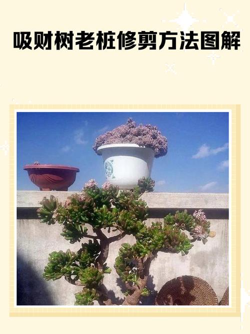 大招财树如何修剪才能更旺财？-第1张图片-宁夏农业信息网