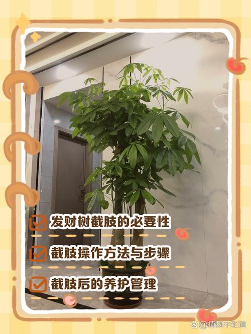 大招财树如何修剪才能更旺财？-第2张图片-宁夏农业信息网