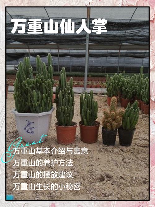 仙人掌哪个品种能解毒？-第1张图片-宁夏农业信息网