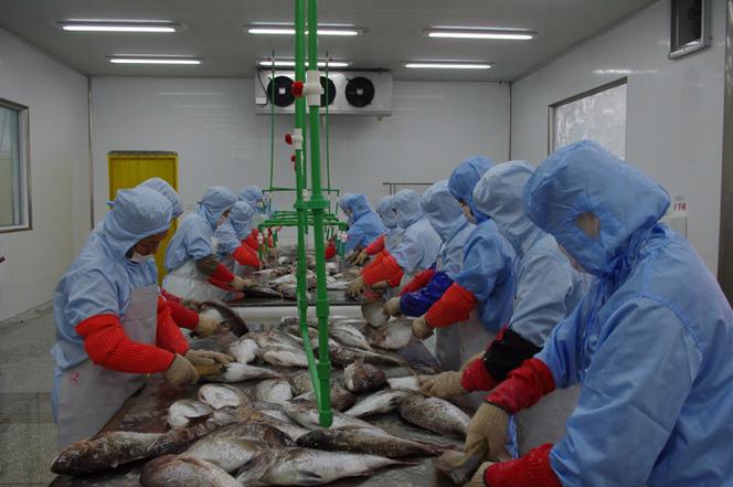 宁德金盛水产公司主营什么业务？-第1张图片-宁夏农业信息网