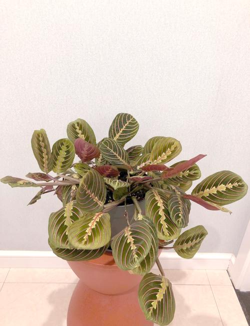 叶蝉竹芋扦插时间方法怎么选？-第1张图片-宁夏农业信息网