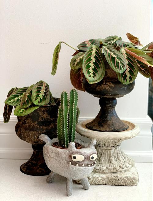 叶蝉竹芋扦插时间方法怎么选？-第2张图片-宁夏农业信息网