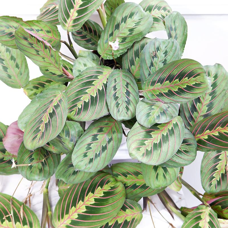 叶蝉竹芋扦插时间方法怎么选？-第3张图片-宁夏农业信息网