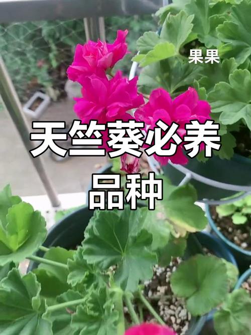 天竺葵品种分类到底有哪些？-第1张图片-宁夏农业信息网
