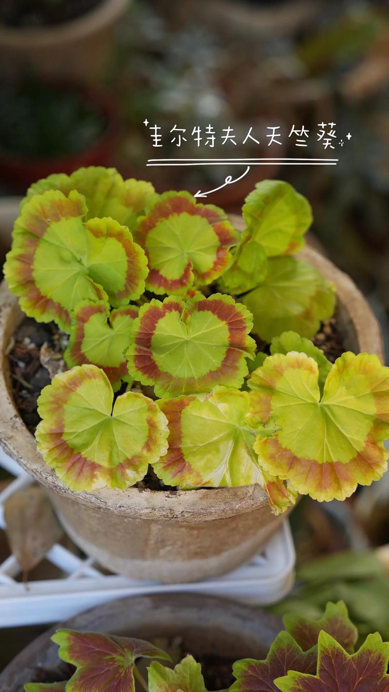 天竺葵品种分类到底有哪些？-第2张图片-宁夏农业信息网