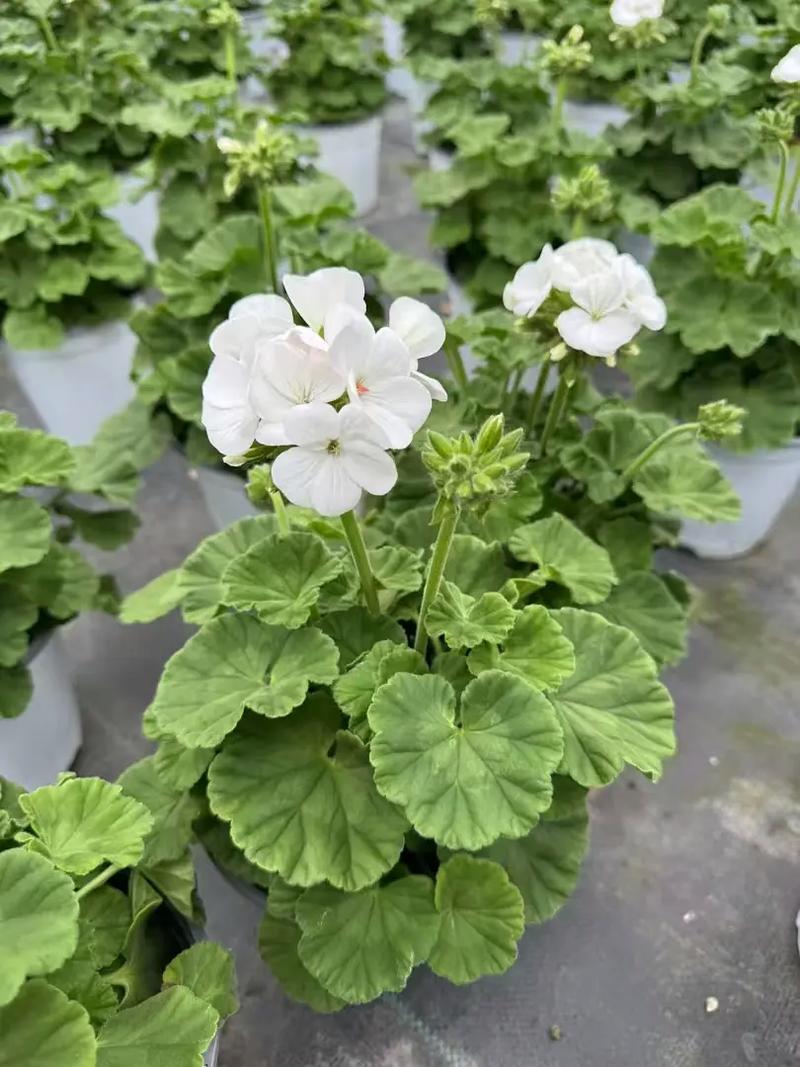 天竺葵品种分类到底有哪些？-第3张图片-宁夏农业信息网