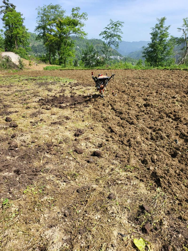 三十万棵红薯苗如何高效育苗？-第1张图片-宁夏农业信息网