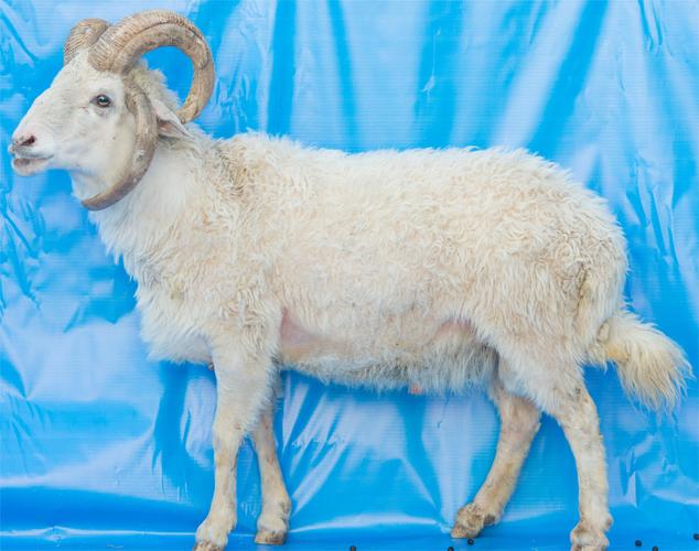 世界著名羔皮羊品种有哪些？-第1张图片-宁夏农业信息网