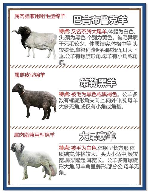 世界著名羔皮羊品种有哪些？-第3张图片-宁夏农业信息网