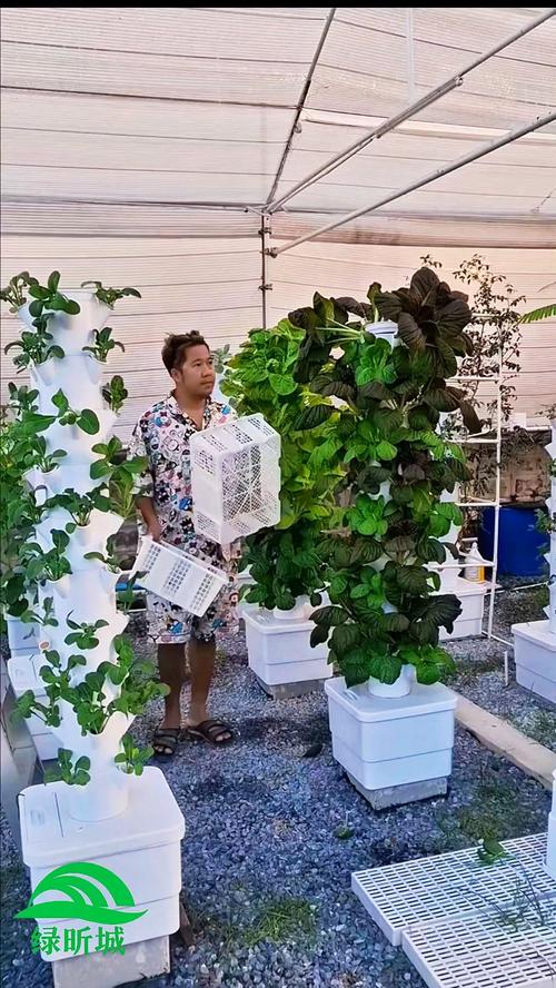 无土种蔬菜有哪些技术与方法？-第3张图片-宁夏农业信息网