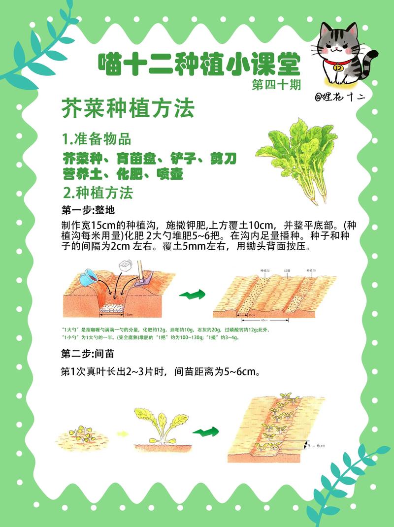 无土种蔬菜有哪些技术与方法？-第2张图片-宁夏农业信息网