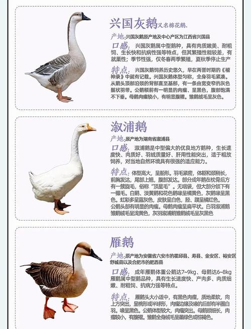 哪些鹅品种适合旱养？-第2张图片-宁夏农业信息网