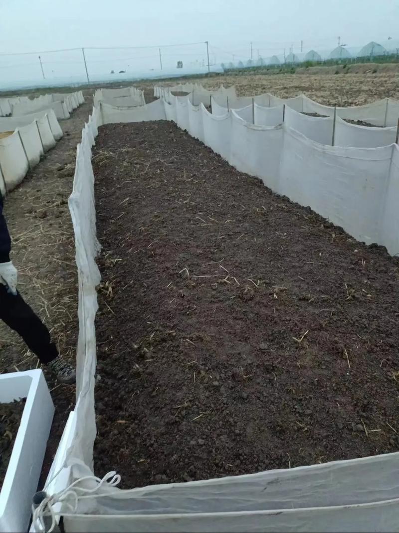 水蛭养殖技术要点有哪些？-第3张图片-宁夏农业信息网