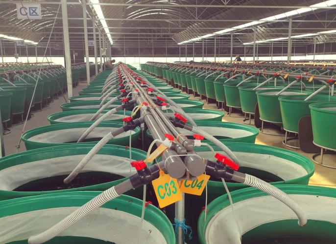 水蛭养殖技术要点有哪些？-第1张图片-宁夏农业信息网