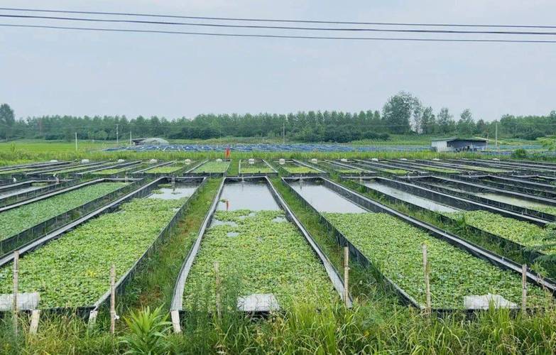 水蛭养殖技术要点有哪些？-第2张图片-宁夏农业信息网