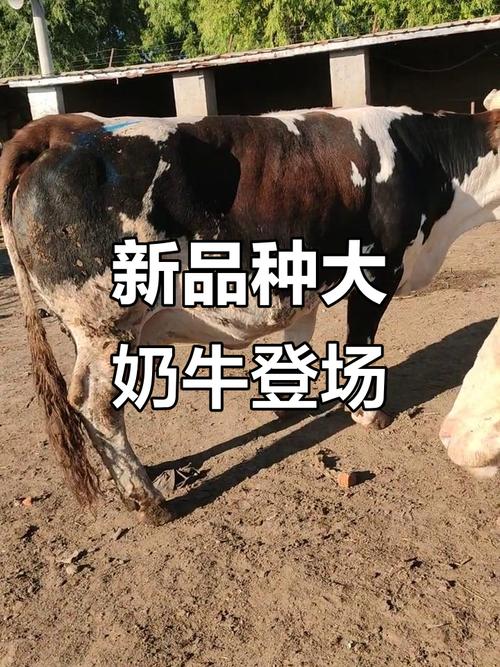 奶牛天生就是专门产奶的牛吗？-第2张图片-宁夏农业信息网