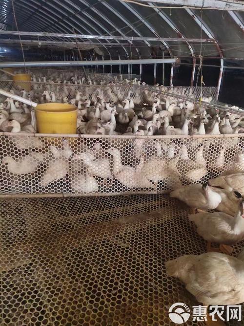 网床旱养鸭子什么品种好？-第1张图片-宁夏农业信息网