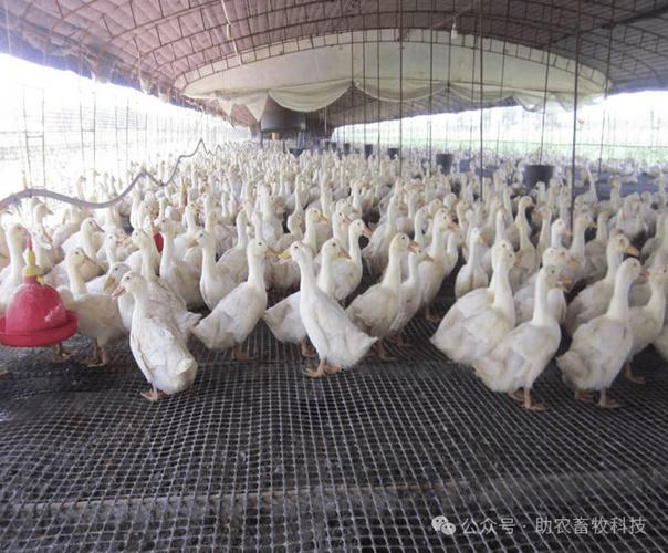 网床旱养鸭子什么品种好？-第2张图片-宁夏农业信息网