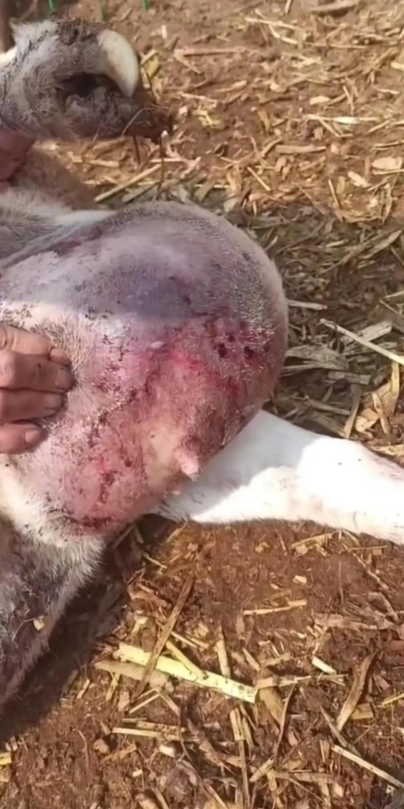 羊乳腺发炎怎么治疗方法-第2张图片-宁夏农业信息网