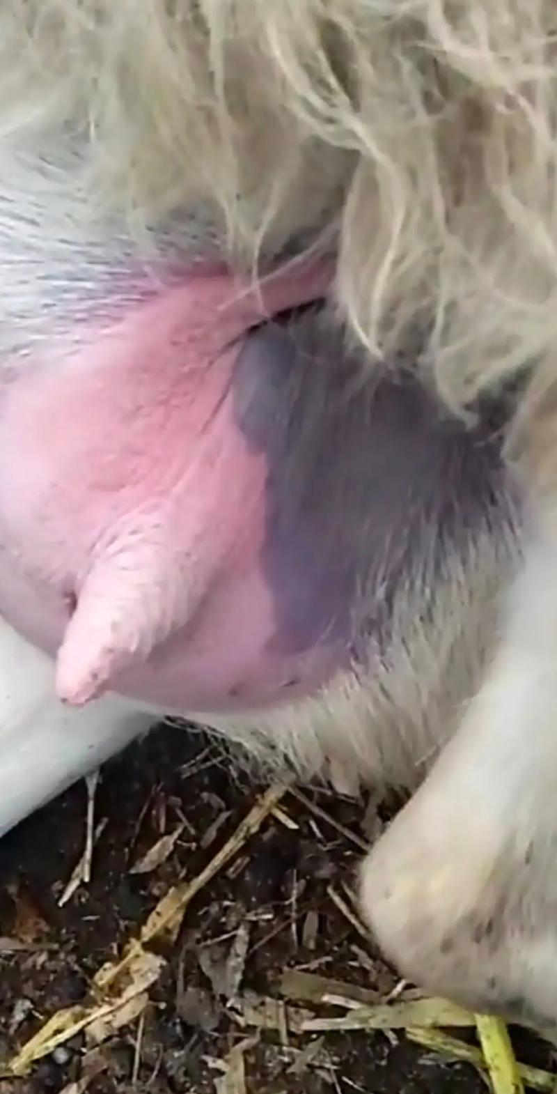 羊乳腺发炎怎么治疗方法-第3张图片-宁夏农业信息网