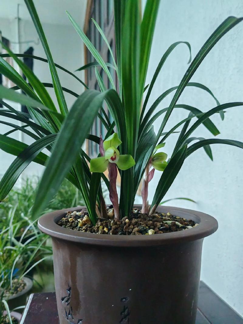 最适合北方养的兰花品种-第1张图片-宁夏农业信息网 最适合北方养的兰花品种-第1张图片-宁夏农业信息网