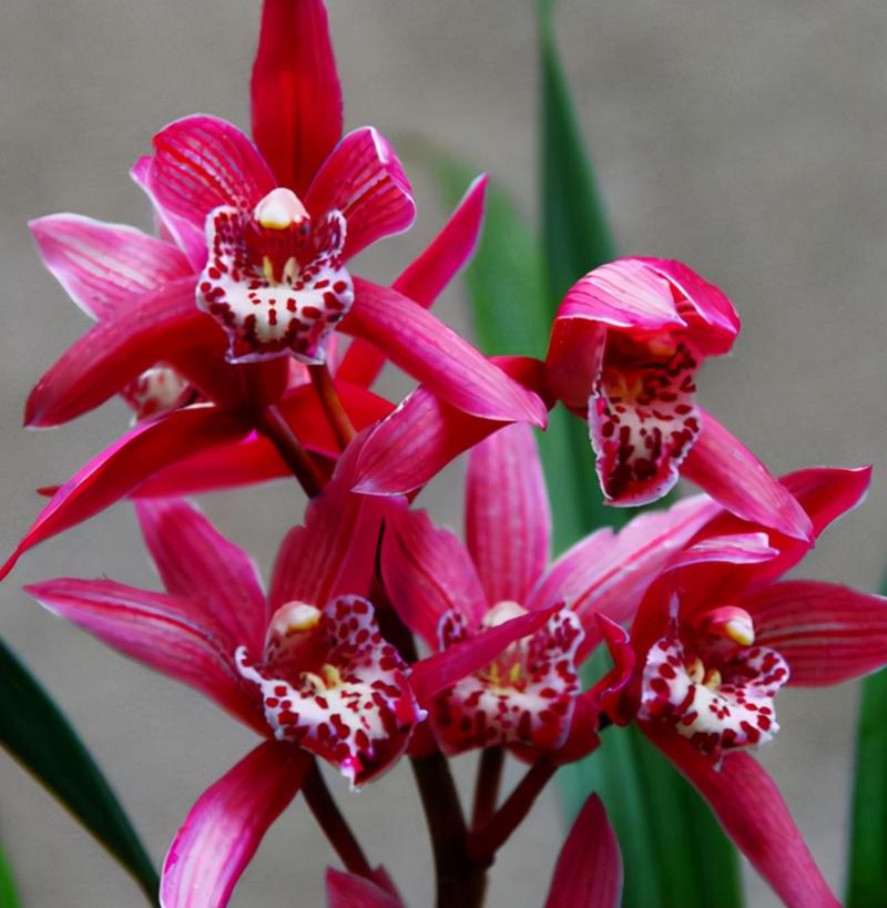 最适合北方养的兰花品种-第3张图片-宁夏农业信息网