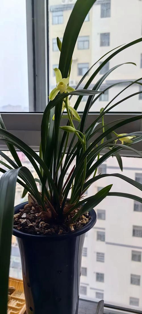 最适合北方养的兰花品种-第2张图片-宁夏农业信息网 最适合北方养的兰花品种-第2张图片-宁夏农业信息网